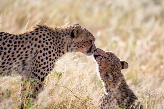 The cheetahs brush each other after the meal