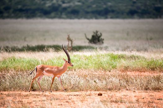 Antelope in the grassland of the savannah in Kenya