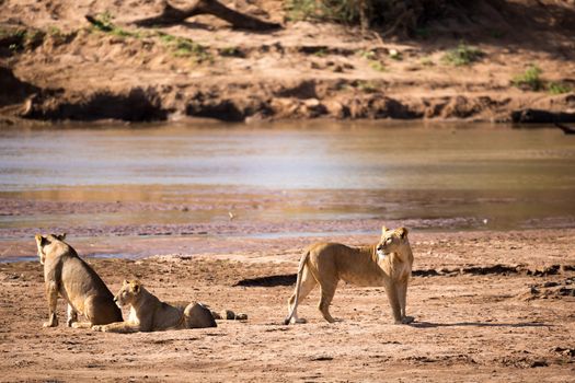 Some lions walk along the bank of a river