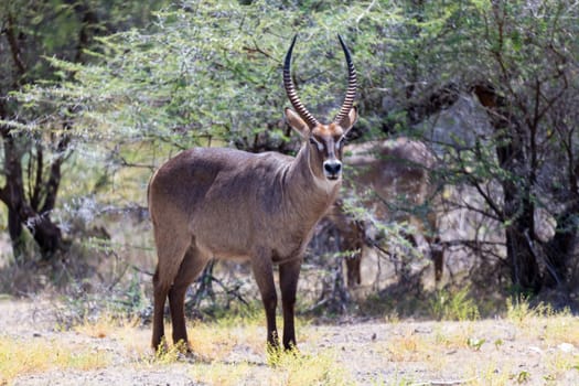 An antelope in the middle of the savannah of Kenya