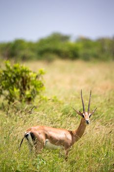 The Grant gazelle walks between tall grass