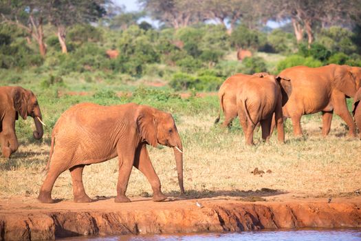 The family of red elephants at a water hole in the middle of the savannah