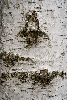 Birch hardwood tree texture background in mixed forest in upper swabia germany