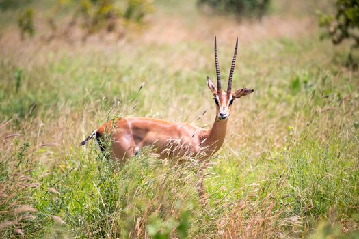 The Grant gazelle walks between tall grass