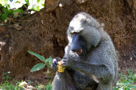 One baboon has found a fruit and nibbles on it