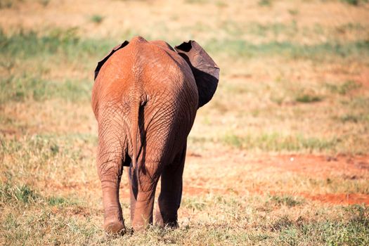One red elephant is walking away in the savannah