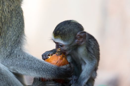 Vervet family with a little baby monkey