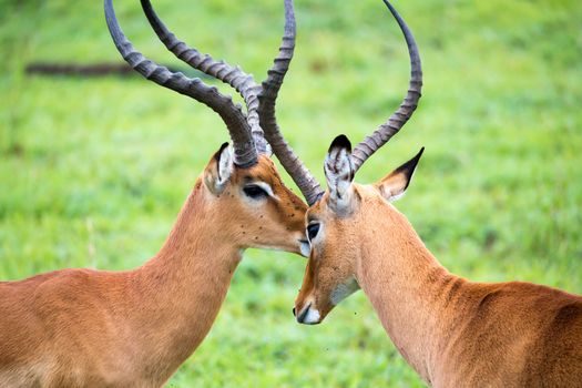 An Impala family on a grass landscape in the Kenyan savannah