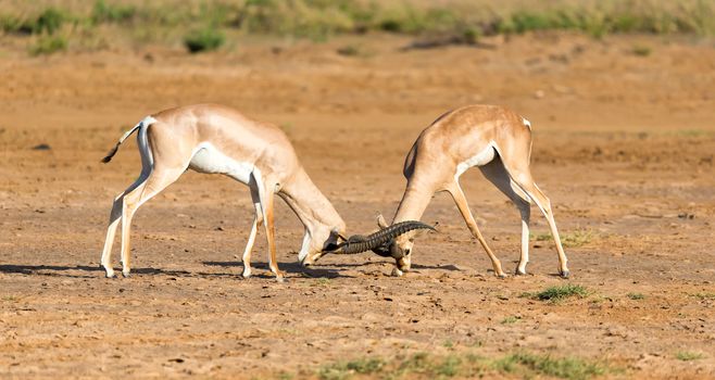The battle of two Grant Gazelles in the savannah of Kenya
