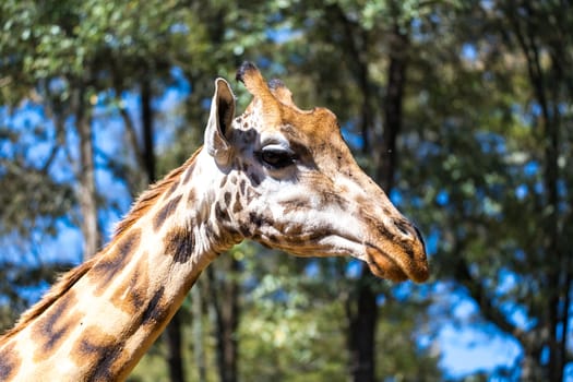 A close-up of one giraffe's head