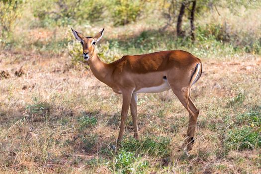 The Grant Gazelle grazes in the vastness of the Kenyan savannah