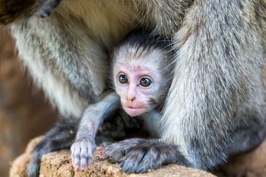 Vervet family with a little baby monkey