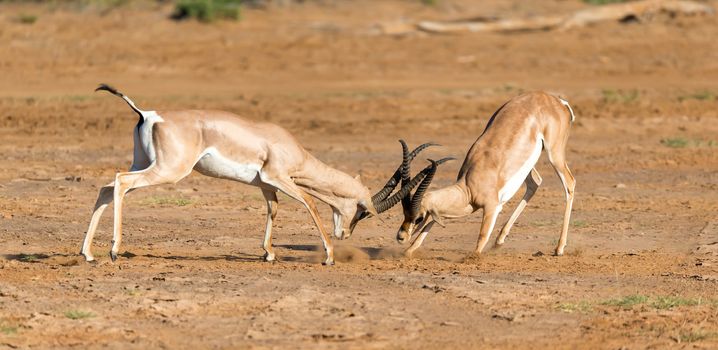 The battle of two Grant Gazelles in the savannah of Kenya