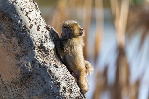 The little monkey is playing on a tree branch