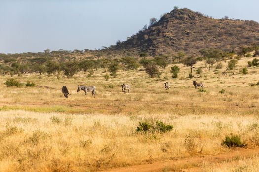 A large herd with zebras grazing in the savannah of Kenya