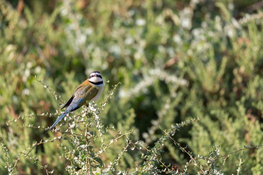The Local bird is sitting on a branch in Kenya