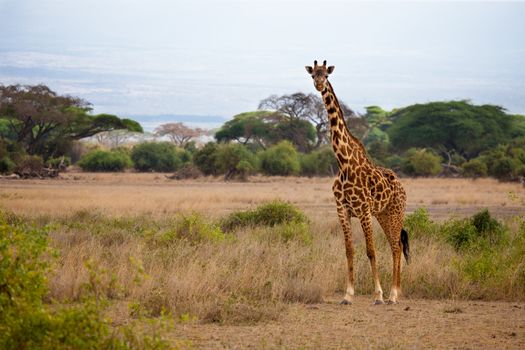 Safari in Kenya, a giraffe is watching in the savannah, blue sky