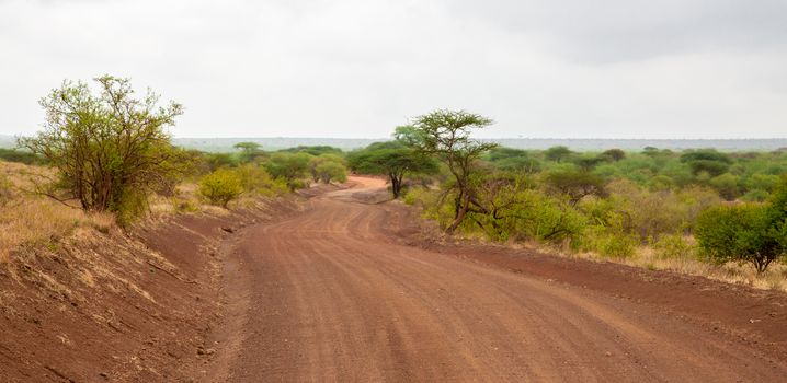 Landscape in Kenya, road through the national park