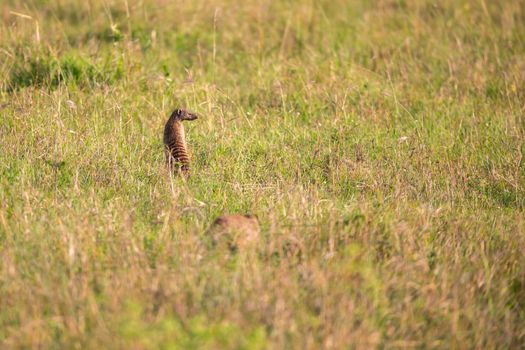 A mongus in the grass landscape between the bushes