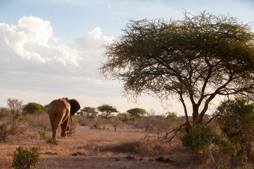 Elephant is going in the savannah, big tree and a blue sky