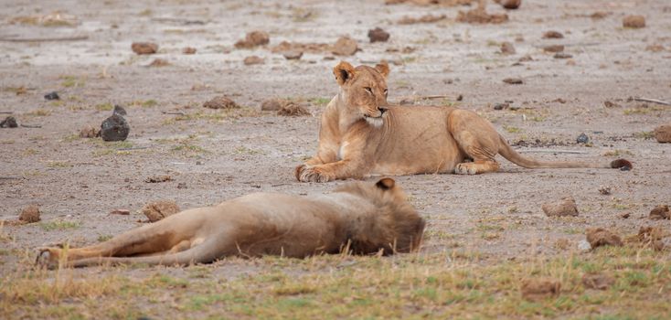 Two lions in the savannah of Kenya, safari