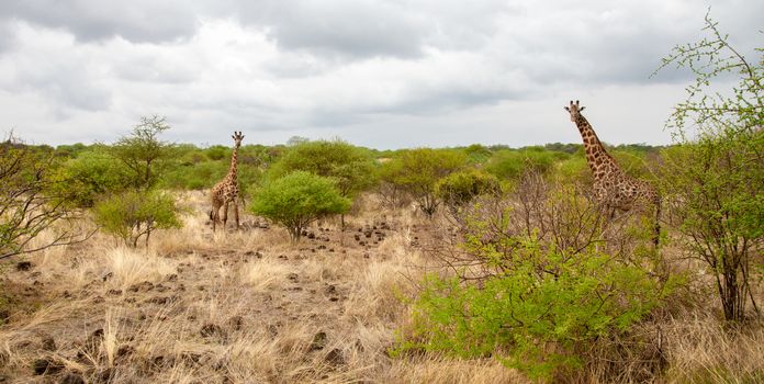 Giraffe watching you behind the bush in Kenya