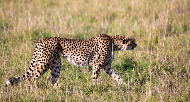 A cheetah walks between grass and bushes in the savannah of Kenya