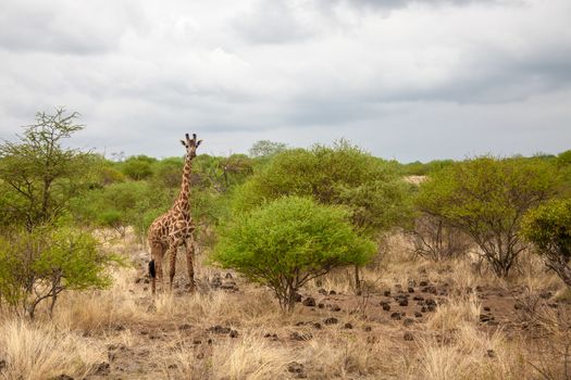 Giraffe in Kenya, safari trip