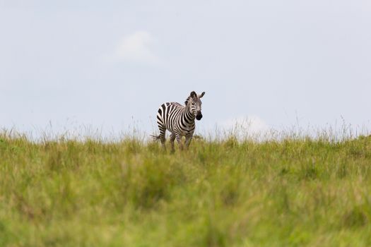 One zebra is browsing on a meadow in the grass landscape