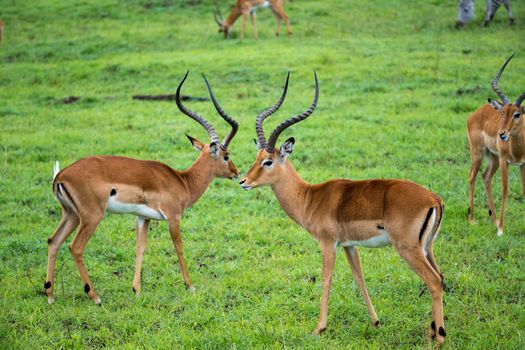 An Impala family on a grass landscape in the Kenyan savannah