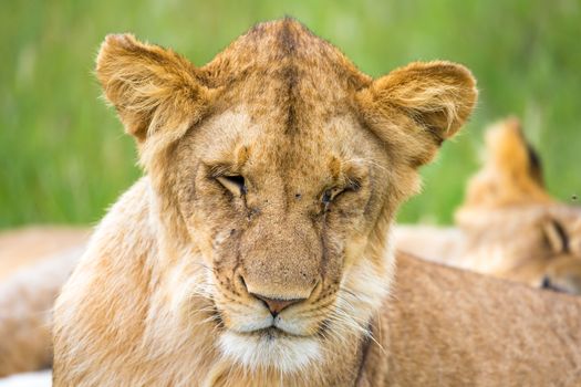One young lion in close-up, the face of a nearly sleeping lion