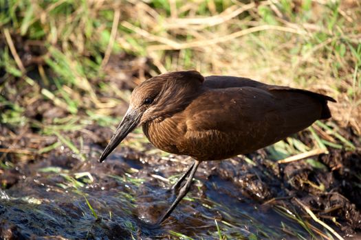 Bird in the savannah of Kenya