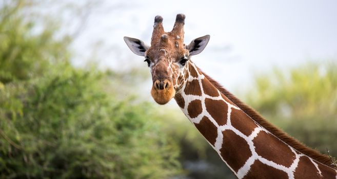 A face of a giraffe in close-up