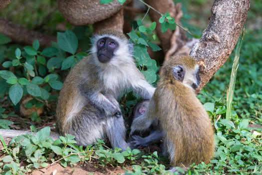 Vervet family with a little baby monkey