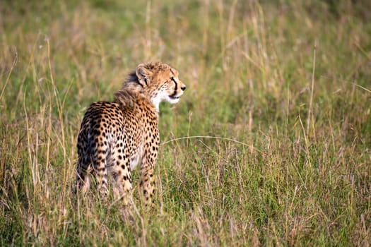 A cheetah walks between grass and bushes in the savannah of Kenya