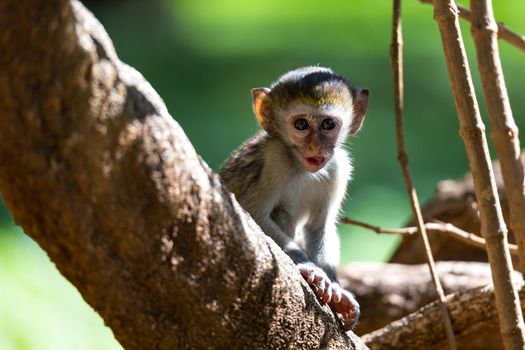 One little monkey sits and looks very curious