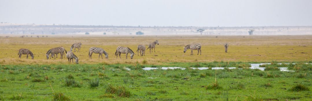 Landscape of Kenya with herds of animal