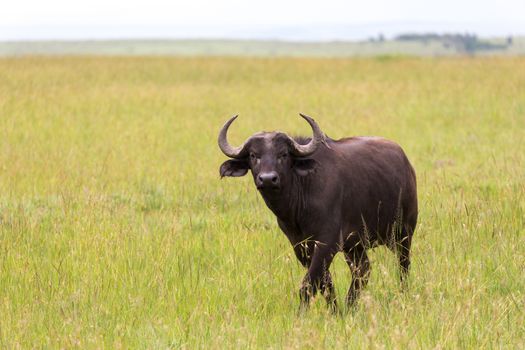 The buffalo is standing in the middle of the meadow in the grass landscape