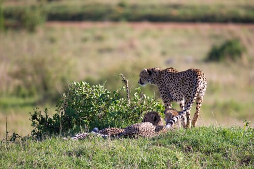 A cheetah walks between grass and bushes in the savannah of Kenya