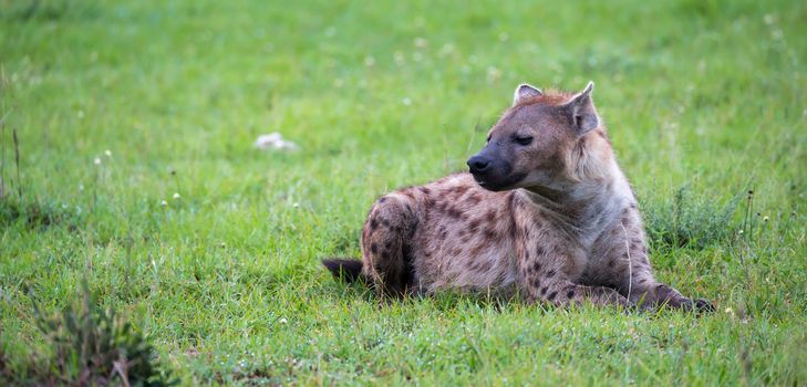 The hyena is lying in the grass in the savannah in Kenya