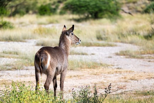 The waterbuck is looking for something in the savannah