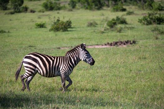 Some Zebras in the middle of the savannah of Kenya