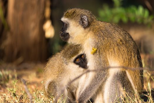 One mother monkey sits with a baby in her arms