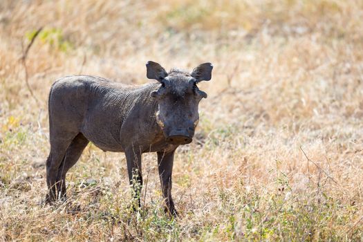 The portrait of a warthog in the middle of a grass landscape