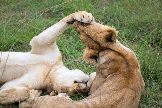 The young lions are playing together in the grass