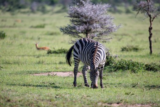 Some Zebras in the middle of the savannah of Kenya