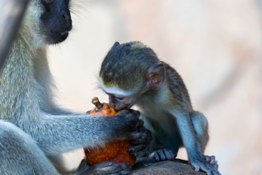The monkey eats at a fruit found
