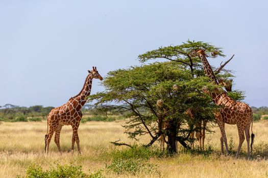 The Somalia giraffes eat the leaves of acacia trees