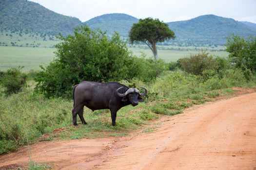 One big buffalo stands on a path in the savannah