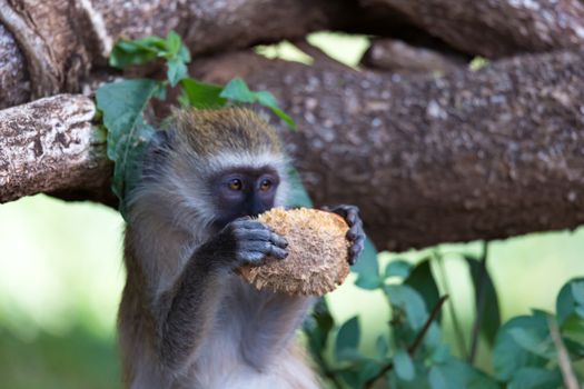 One Vervet monkey has found a fruit and eats it